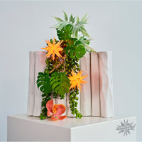 Herrnhuter Miniaturstern Sonderedition 2026 apricot ca. 8cm, Plastik, inkl. LED E5,5